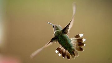 Winziger Vogel im Flug