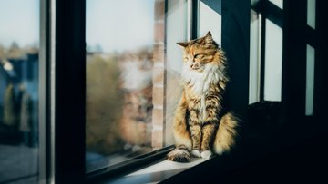 Das Foto zeigt eine Katze, die auf einer Fensterbank sitzt und aus dem Fenster schaut.