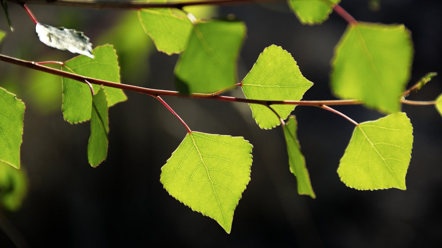 Wie-B-ume-Hitzewellen-berstehen