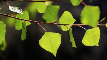 Blätter an einem Zweig