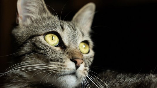 Kopf einer Katze mit leuchtenden Augen