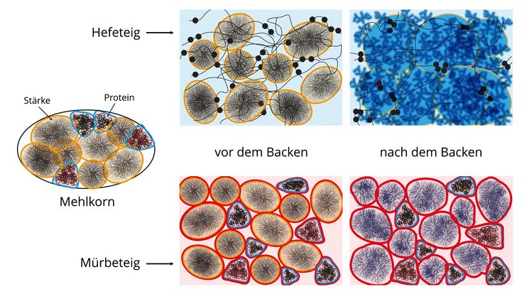 Fünf schematische Darstellungen zeigen die Verbindung zwischen Stärke und Proteinen in Hefe- und Mürbeteigen und im fertigen Gebäck. Links: Innenansicht eines Mehlkorns. Die Stärkekörner sind orange umrandet und sehen im Inneren wie ein Spinnennetz aus. Die Proteine sind blau umrandet und im Inneren aus übereinanderliegenden Kreisen dargestellt. In der Mitte oben zeigt eine Grafik den Hefeteig vor dem Backen: Die Stärkekörner werden von schwarzen Proteinfäden zusammengehalten. Rechts daneben ein Bild des Hefeteigs im gebackenen Zustand: Die Stärkekörner – immer noch von Proteinfäden überzogen – sind größer geworden, berühren sich und sind von rissartigen Strukturen bedeckt. Das Gebilde ist blau überzogen, was das gebundene Wasser anzeigt. In der Mitte unten zeigt eine Grafik orange umrandete Stärkekörner und blau umrandete Proteine nebeneinander. Beide Bestandteile werden von einer Butterschicht umschlossen, hier durch rote Linien dargestellt. Die Grafik rechts unten zeigt das fertige Mürbeteiggebäck. Das Bild hat sich nicht wesentlich verändert, nur das Spinnennetz im Stärkekorn ist blau hinterlegt, was zeigt, dass die Stärkekörner dank des wenigen Wassers leicht aufgequollen sind.
