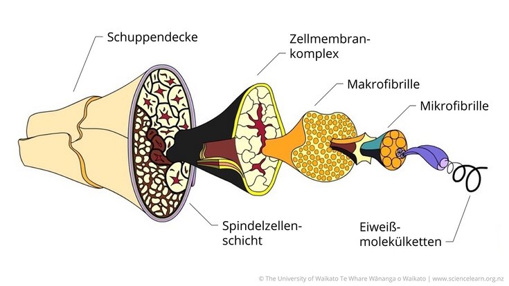 Grafik, die den Aufbau einer Wollfaser im Querschnitt zeigt: Außen befinden sich überlappende Schuppen. Innen sind zwei Bereiche aus bohnenförmigen und sternförmigen Strukturen zu erkennen. Zwischen diesen Schichten befindet sich der Zellmembrankomplex, der vergrößernd hervorgehoben wird. Sein Querschnitt ist aus unregelmäßigen Flächen zusammengesetzt, in deren Mitte sich eine dunkle Fläche abzeichnet. Diese Makrofibrille ist ebenfalls vergrößernd hervorgehoben und zeigt eine gepunktete Oberfläche. Aus dieser wächst die Mikrofibrille hervor, deren Querschnitt regelmäßig gepunktet ist. Aus einem dieser Punkte entspringen zwei ineinander verschlungene Bänder, aus deren Ende feine, als Eiweißmolekülketten bezeichnete Fäden hervorgehen.